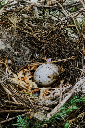 Bird's nest with eggs on a tree branchの写真素材