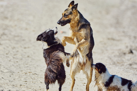 Stray dogs on the beach on a hot summer dayの写真素材
