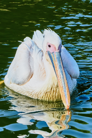 Beautiful pelican floating on the lake in zooの写真素材