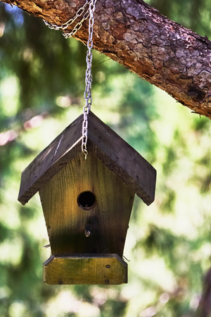 Birdhouse hanging on the branch of a pineの写真素材