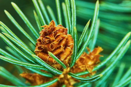 Emerging pine cone closeup