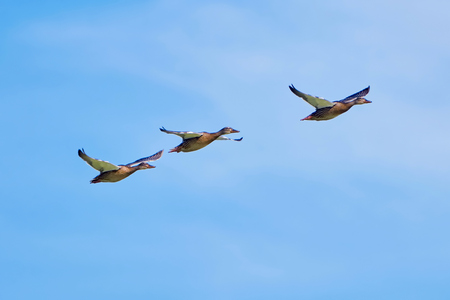 Three ducks in flight against the blue skyの写真素材