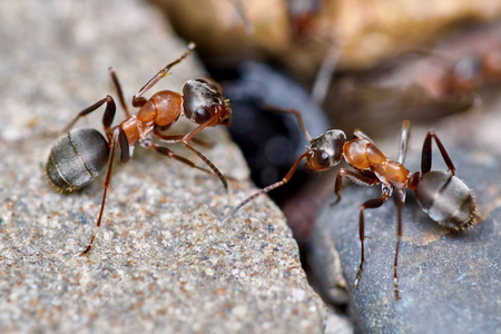 Two ants outside in the garden closeupの写真素材