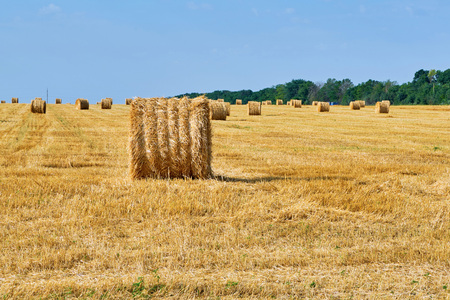 Harvested field with wheat, haystacksの写真素材