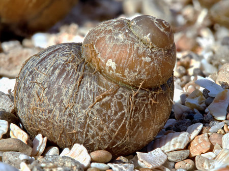 Shell on the beach on a sunny day closeup