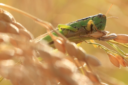 Grasshopper on the rice の写真素材