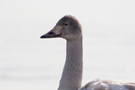 Swan at Suwa lake. winter ice water.の写真素材