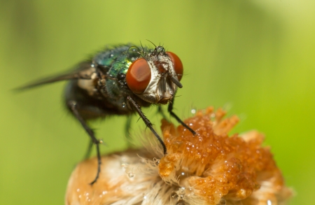 House Fly after a rainy day on the green grass in Japan.の写真素材