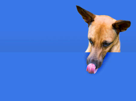Happy curious dog licking, showing his tongue, Mixed breed, isolated on blue background. copy space.の写真素材