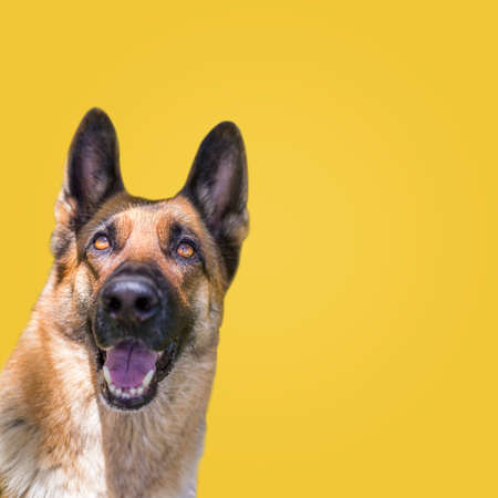 Happy curious looks up, dog German Shepherd, isolated on yellow background. copy space.の写真素材