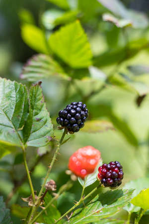 a ripe of fresh blackberry with leafs on background.の写真素材