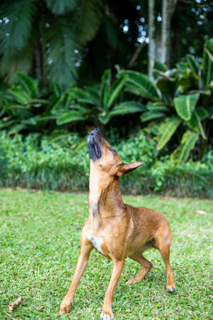 Happy curious dog Mixed breed playing, on green nature background.の写真素材
