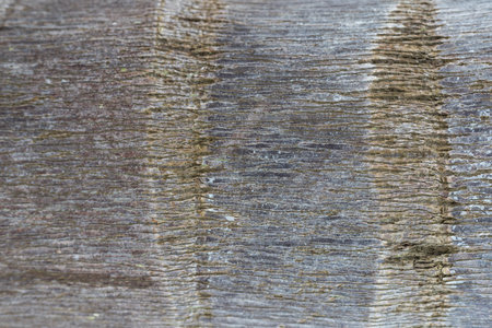 tree wooden texture backdrop background.
