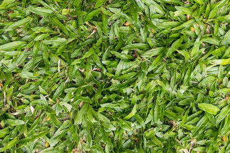 Background texture, green grass, top view.の写真素材