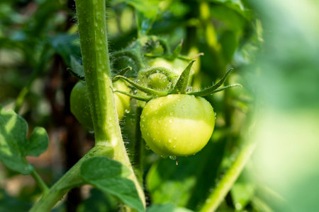 fresh Tomatoes. Homemade vegetable garden at backyardの写真素材
