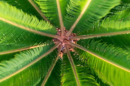 top view of a plant foliage at brazil.の写真素材