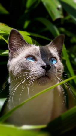 Gray Cat with blue eyes looking at the sun. in Natureの写真素材