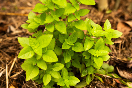 Basil Seedling Bush in a Home Garden