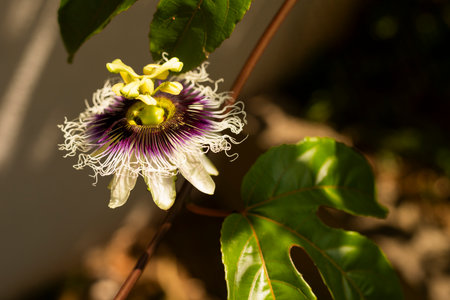 Passion flower with passion fruit leaves and a dramatic sunの写真素材