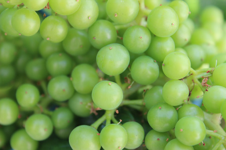 Graps on green field and white wineのeditorial素材