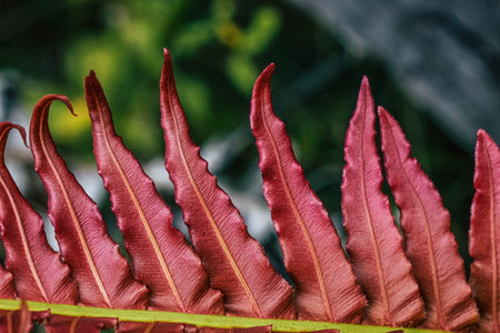 Red leaves