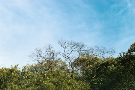 trees in the blue sky in the background landscape