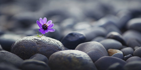Purple flower on the pebble background. Nature concept.の素材