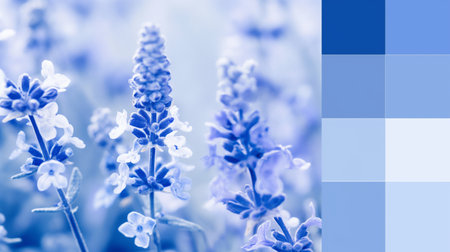 Lavender flowers in soft color and blur style for background.の素材