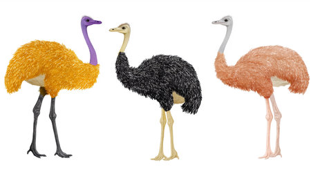 Ostrich and ostrich isolated on white background. Vector illustration.の素材
