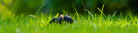 Little black mouse in the green grass, panoramic web bannerの素材