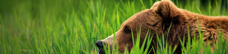 Brown bear on a green meadow in the summer. Wide photo.の素材