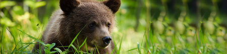 Cute brown bear cub in the summer forest. Selective focus.の素材