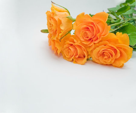 a bouquet of yellow roses on a white background, a symbol of the holidayの写真素材