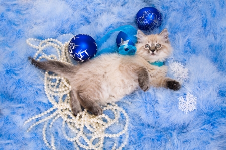 Kitten on New Year's blue fluffy coating accessoriesの写真素材