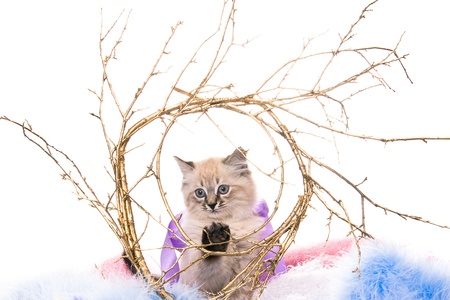 Kitten on New Year's blue fluffy coating accessoriesの写真素材