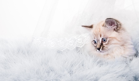 Kitten on New Year's blue fluffy coating accessoriesの写真素材