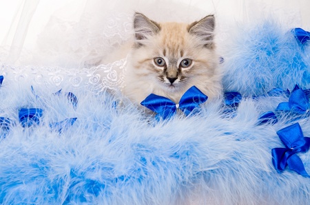 Kitten on New Year's blue fluffy coating accessoriesの写真素材