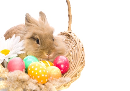 festive Easter Bunny is sitting in a basket with colored eggs on a white backgroundの写真素材