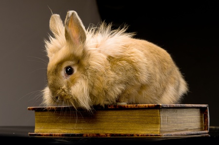 a small fluffy brown rabbit sitting on a book, a black backgroundの写真素材