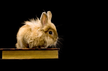 a small fluffy brown rabbit sitting on a book, a black backgroundの写真素材