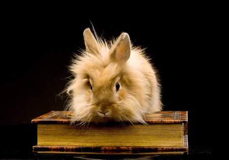 a small fluffy brown rabbit sitting on a book, a black backgroundの写真素材
