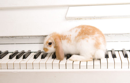 a beautiful white rabbit on the piano keys