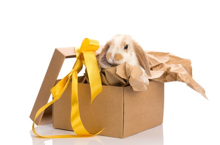 Beautiful Bunny in a gift box with a yellow ribbon isolated on white backgroundの写真素材