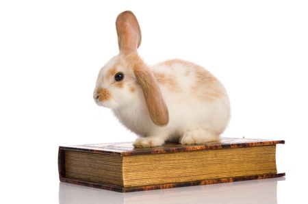 small fluffy rabbit sitting on a book, isolated white backgroundの写真素材