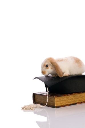 small fluffy rabbit sitting on a book, isolated white backgroundの写真素材