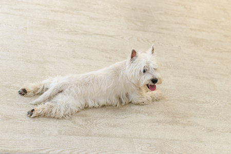 white west terrier in the interior lies on a light wooden floor