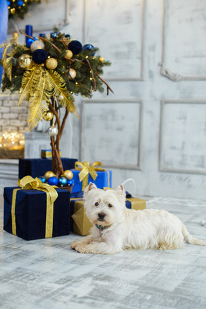 white west terrier on the floor among christmas gift boxesの写真素材