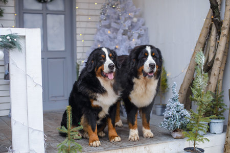 two Bernese Mountain Dogs on the background of a blue and white veranda of a wooden house