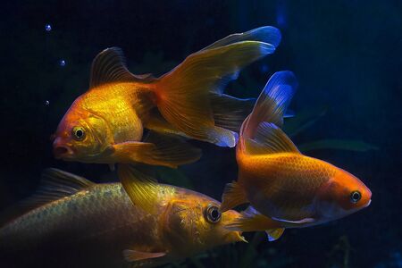 Goldfish in an aquarium close up.の写真素材
