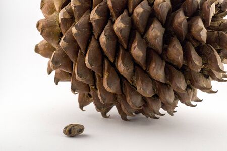Cedar cone on a white background.の写真素材
